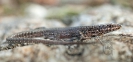 Lagartixa dos penedos (Podarcis hispanica)