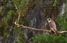 Falcón pelegrín (Falco peregrinus).