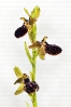 Abelleira escura (Ophrys sphegodes).