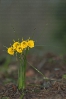 Amarelle (Narcissus bulbocodium).