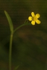 Bugallón (Ranunculus flammula)