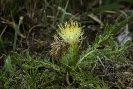 Centaurea ultreiae.