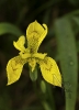 Espadana amarela (Iris pseudacorus).