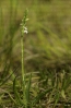 Espiral de verán (Spiranthes aestivalis)
