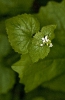 Herba alleira (Alliaria petiolata).