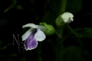 Herba dos lombos ou marroio (Marrubium vulgare)