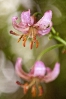 Lirio silvestre (Lilium martagon).