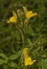Paxariños (Linaria saxatilis)