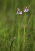 Satirión apincarado (Dactylorhiza maculata)