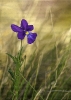 Viola bubanii.