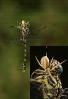 Candil curvado (Onychogomphus uncatus) capturado por araña Runcinia grammica