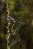 Donceliña de Graells (Ischnura graellsii)