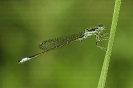 Donceliña de Graells (Ischnura graellsii).