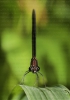 Gaiteiro vermello (Calopteryx haemorrhoidalis)