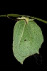 Gonepteryx rhamni