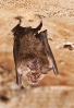 Morcego de ferradura grande (Rhinolophus ferrumequinum)
