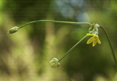 Allium scorzonerifolium