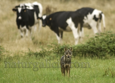 Lobo ibérico (Canis lupus signatus) e vacas frisonas.