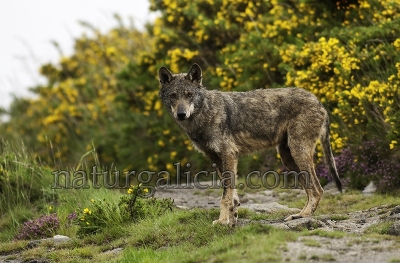 Lobo ibérico (Canis lupus signatus) 