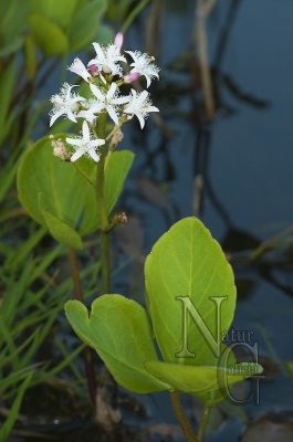 Trevo de auga (Menyanthes trifoliata)