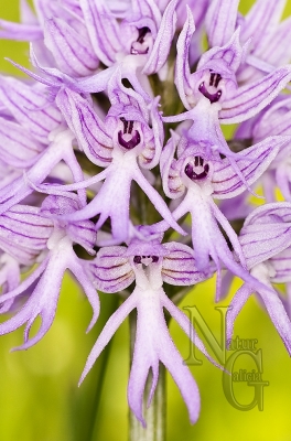Orquídea do home morto (Orchis italica)