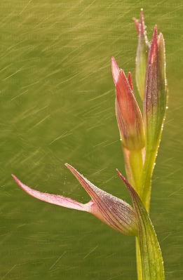 Lengüeira ou crista de galo (Serapias lingua) baixo a choiva