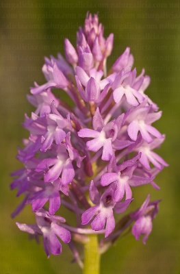 Orquídea piramidal (Anacamptis pyramidalis)