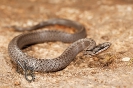 Cobra lagarteira común (Coronella austriaca).