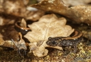 Salamandra rabilarga (Chioglossa lusitanica).