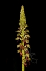 Orquídea do home aforcado (Aceras anthropophorum).