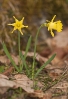 Amarelle (Narcissus asturiensis).