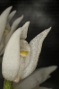 Chaveiro branco (Cephalanthera longifolia).