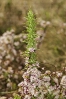 Barbas de cuco (Cuscuta epithymum)