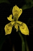 Espadana amarela (Iris pseudacorus).
