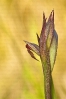 Estrangurria (Serapias parviflora).