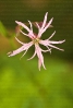 Herba do cuco (Lychnis flos-cuculi)