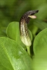 Herba dos candís (Arisarum simorrhinum).