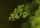 Hymenophyllum tunbrigense.