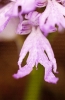 Orquídea do home morto (Orchis italica).