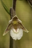 Raíña das xunqueiras (Epipactis palustris).