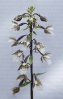 Raíña das xunqueiras (Epipactis palustris)