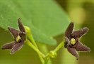 Vensetósego negro (Vincetoxicum nigrum).