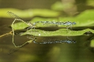 Donceliña de Linden (Erythromma lindenii).