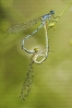 Donceliña de Linden (Erythromma lindenii)