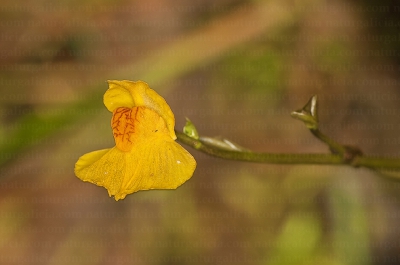 Utricularia australis.