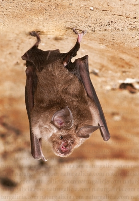 Morcego de ferradura grande (Rhinolophus ferrumequinum).
