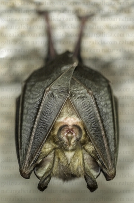 Morcego de ferradura pequeno (Rinolophus hipposideros)