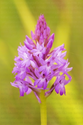 Orquídea piramidal (Anacamptis pyramidalis)
