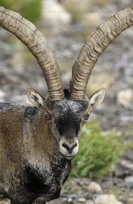 Cabra montesa ou hirco (Capra pyrenaica).