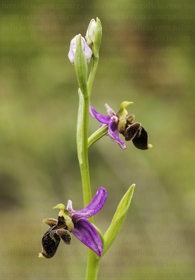Flor da abella (Ophrys scolopax)